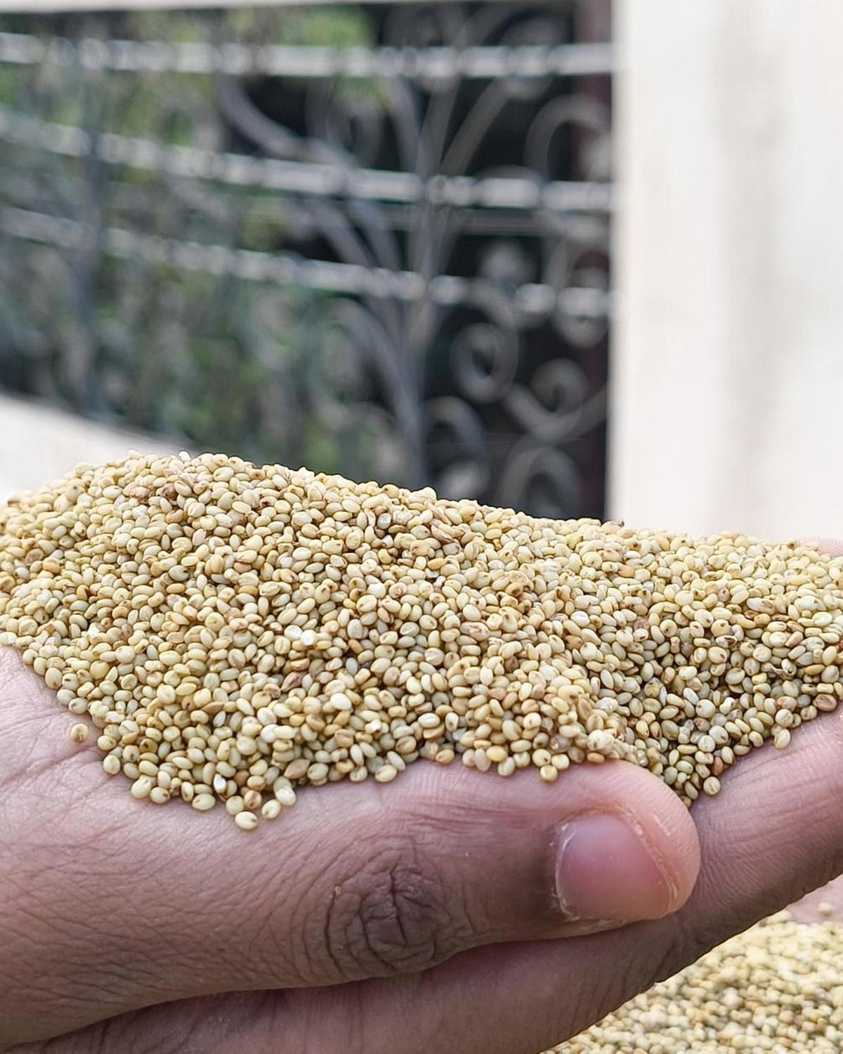 Real hands inspecting rare olive-brown browntop millet
