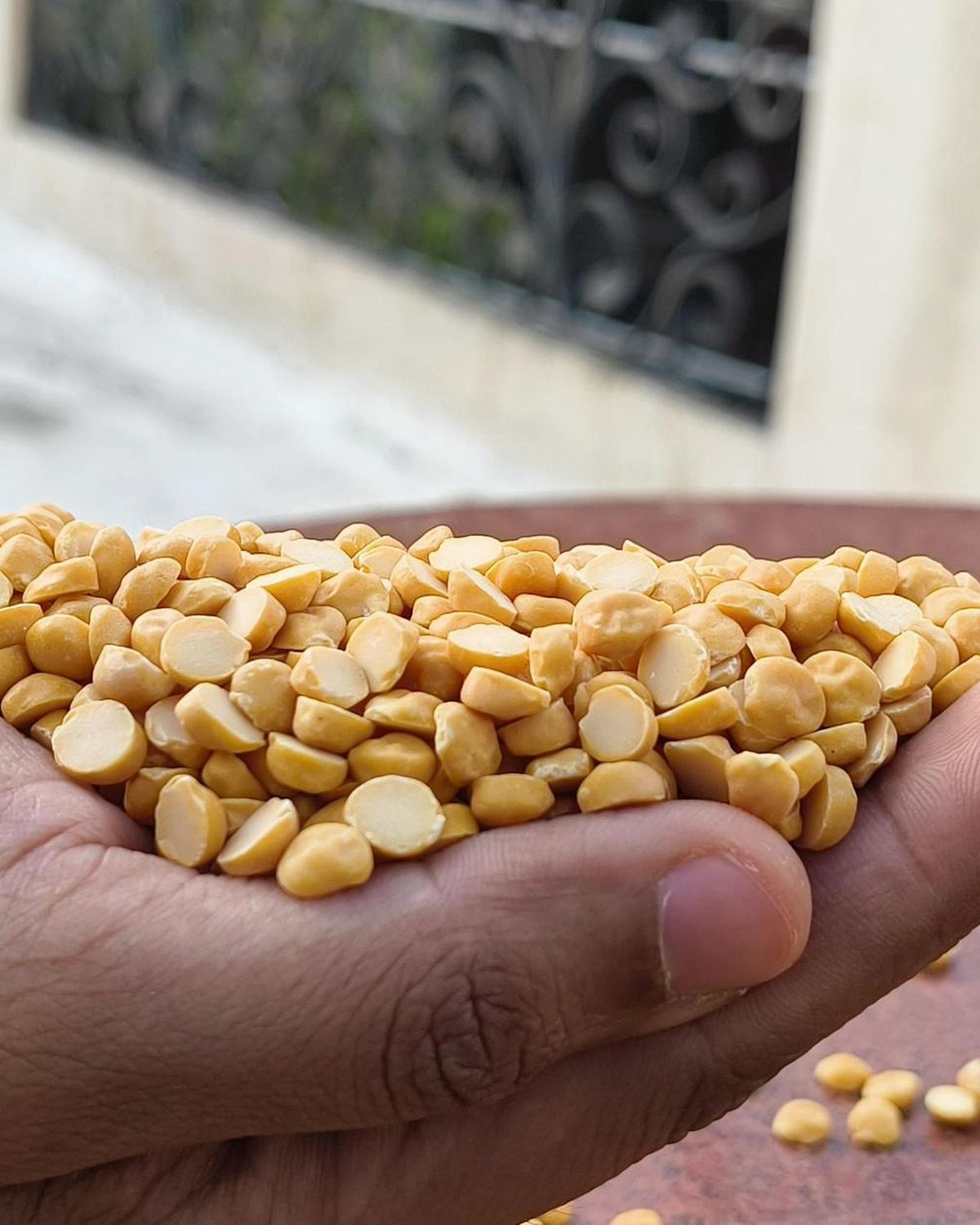 Real hands inspecting unpolished chana dal split kernels