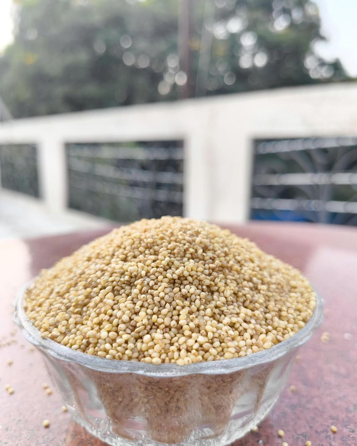 Foxtail millet in dish