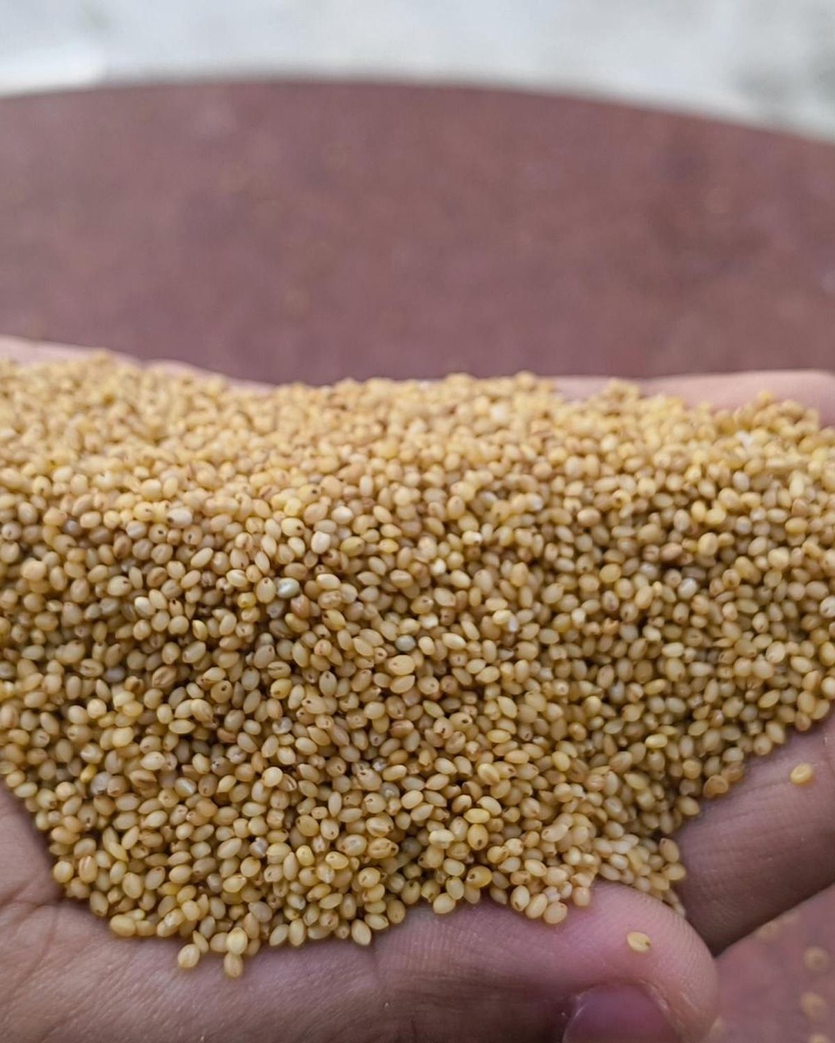 Real hands showing tiny golden foxtail millet grains