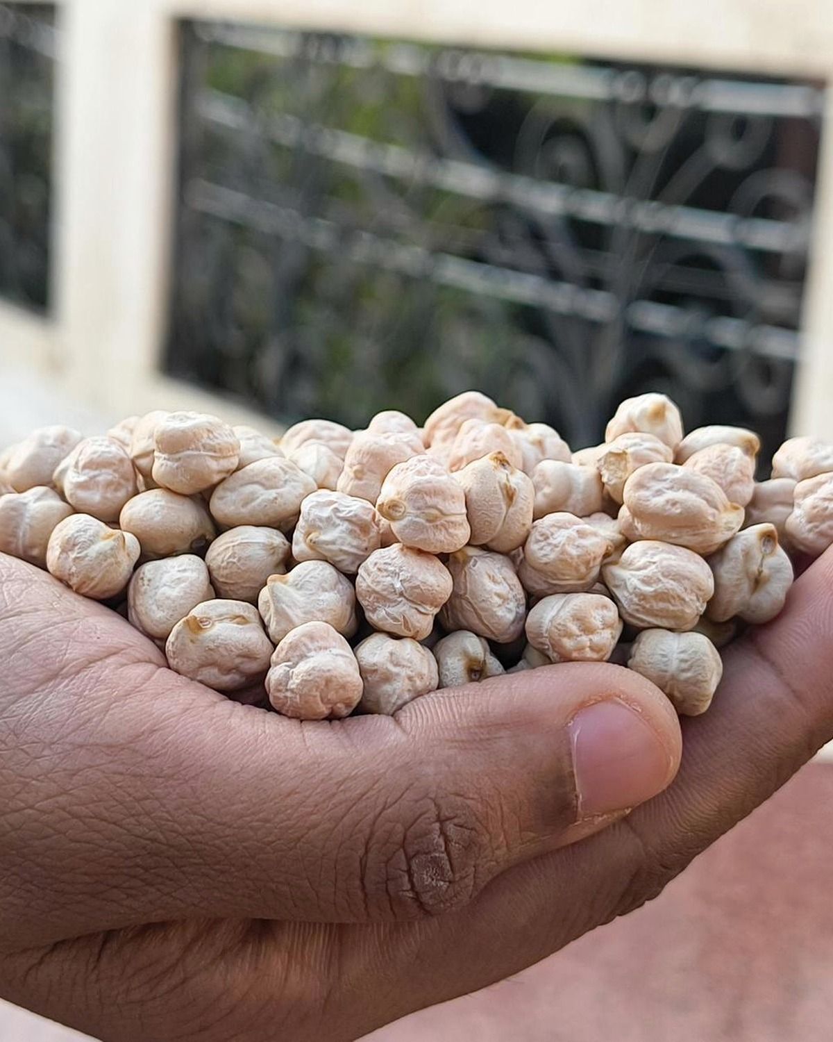 Real hands inspecting large caliber Kabuli chickpeas