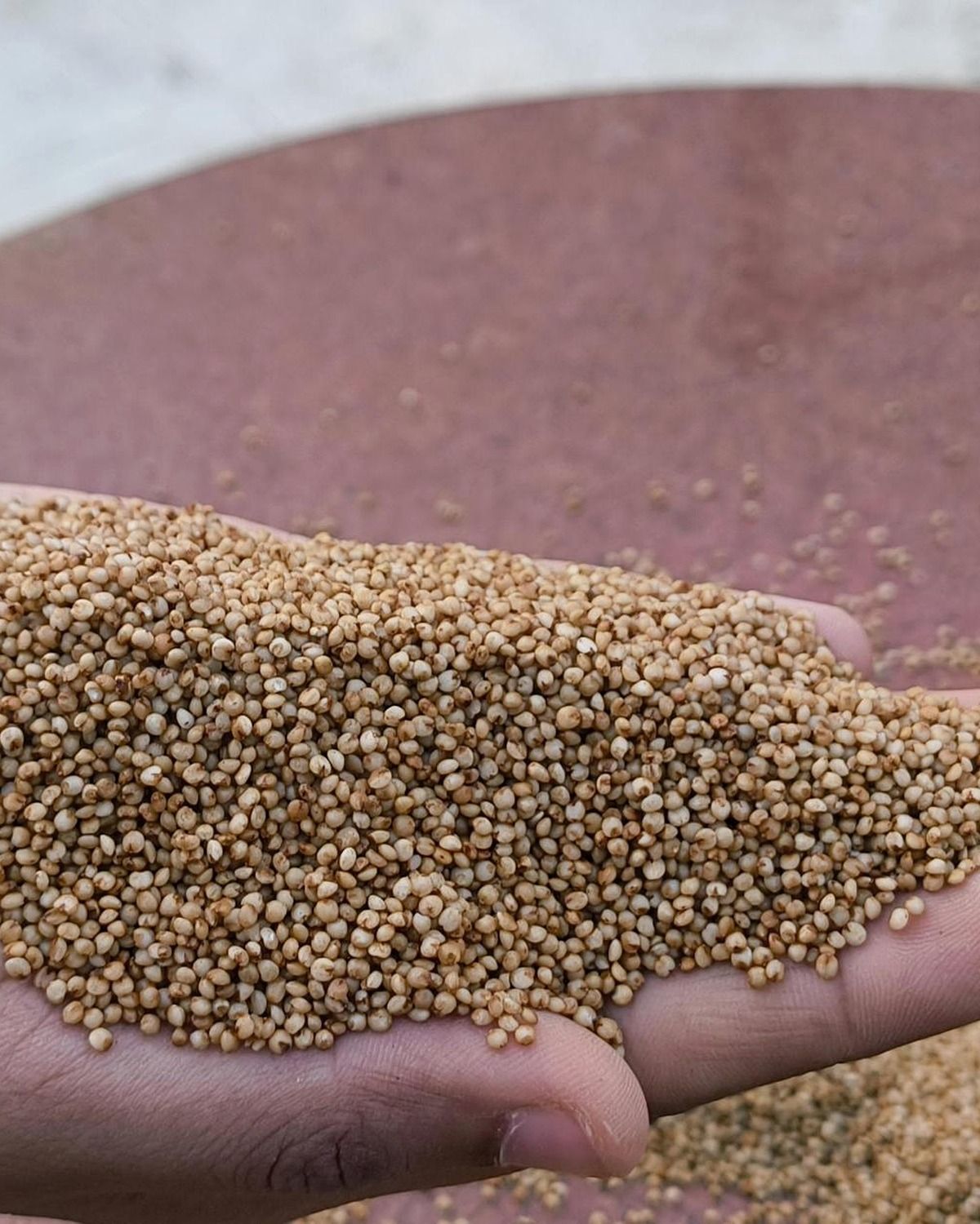 Real hands showing heirloom reddish kodo millet grains
