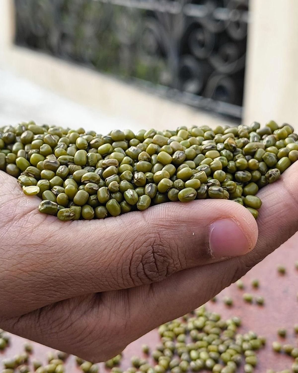Real hands showcasing whole green moong beans