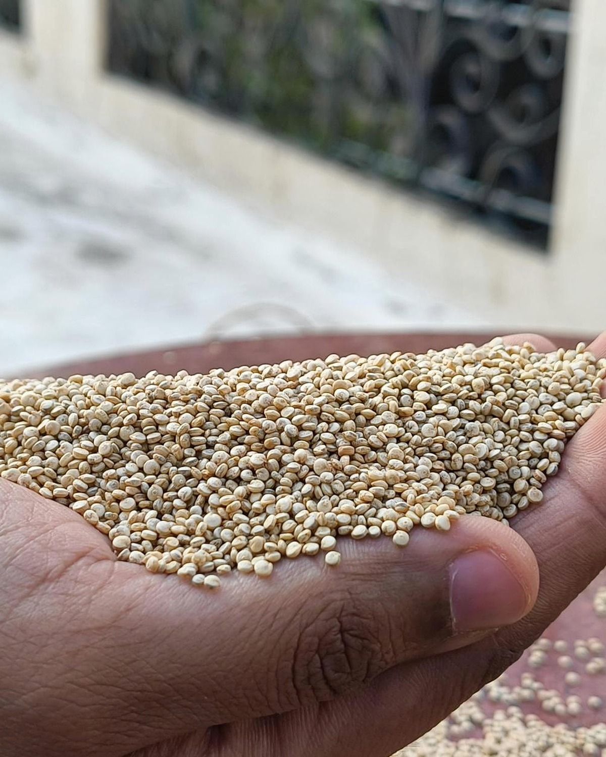 Real hands inspecting saponin-free white quinoa seeds