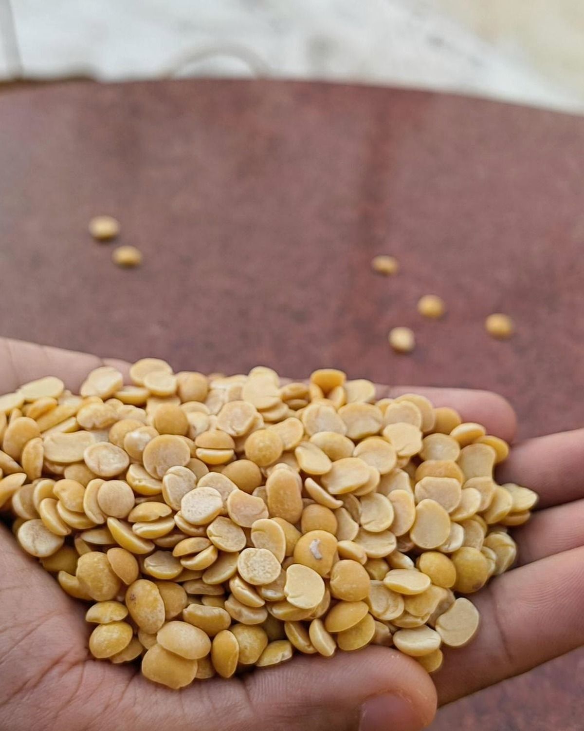 Real hands inspecting unpolished toor dal grains