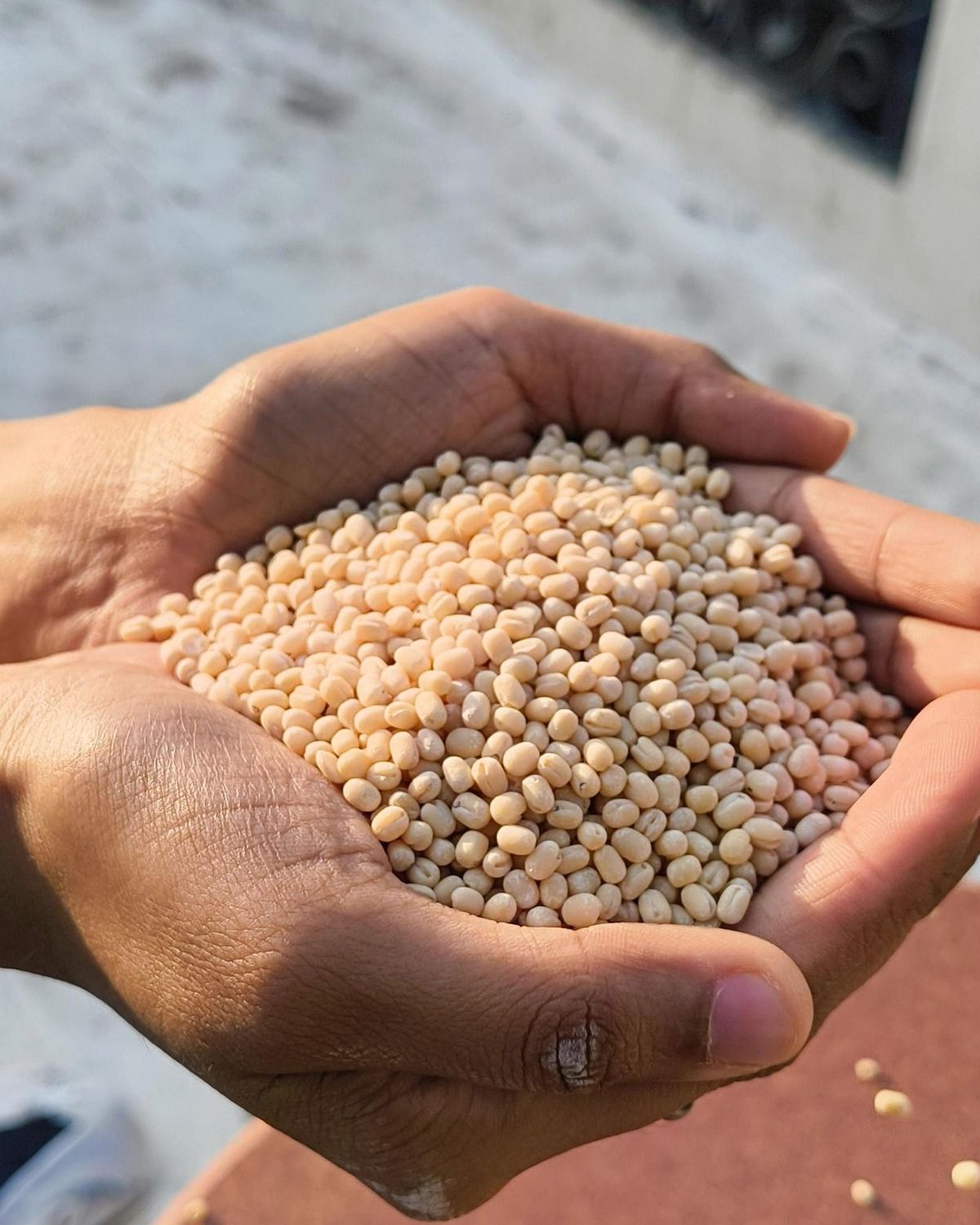 Whole urad dal in glass bowl