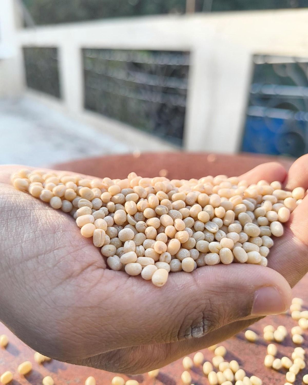 Real hands feeling whole black urad dal pulses